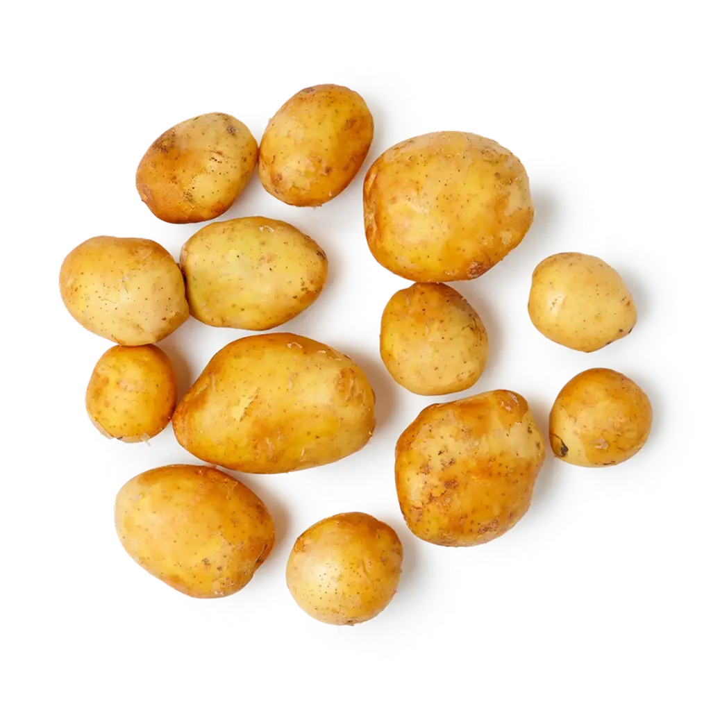 Gektar Oʻzbekiston yuvilgan oq kartoshkasi