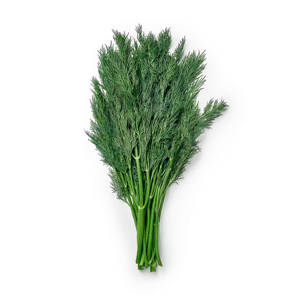      Shivit yangi koʻkati